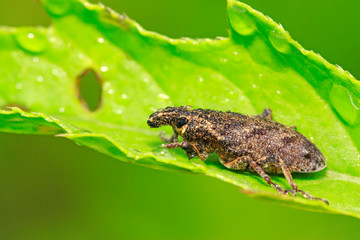 weevil on plant