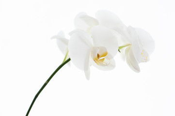 Naklejka na ściany i meble orchid on white background