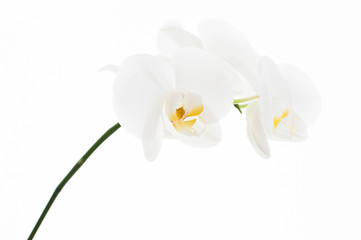 Naklejka na ściany i meble flower isolated on white background