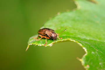 leaf beetle on plant