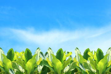 tropical leaf tropical foliage nature on sky background for decorations copy space message, strip row tropical leaves green foliage plant bush arrangement nature fresh for backdrop