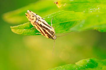 Moth insects on plant