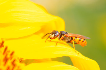 bees insects on plant