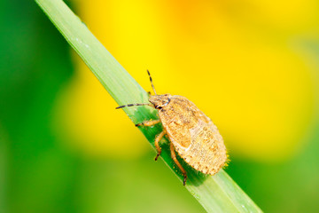 stinkbug on plant