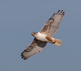 Ferruginous Hawk in flight