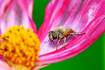 Syrphidae on plant