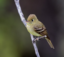 Pacific-slope flycatcher