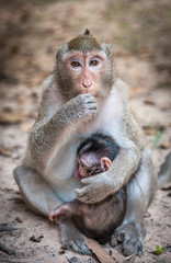 Monkey with little baby