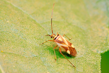 stinkbug on green leaf
