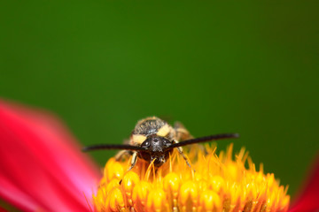 Aegeriidae insects on plant