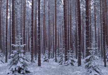 Fototapeta premium Spruce and pine tree forest covered by fresh snow during winter Christmas time