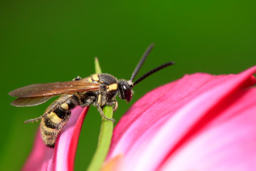 Aegeriidae insects on plant