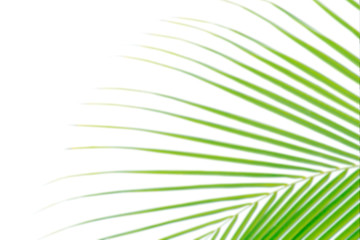 Obraz premium blurred soft of leaves coconut palm tree green nature beautiful on white background coconut, blur leaves bush coconut palm tree bright green, coconut palm tree leaves abstract (copy space for design)