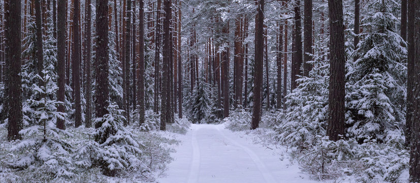 Spruce and pine tree forest covered by fresh snow during winter Christmas time