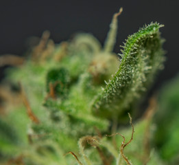 Macro view of Sage n Sour variety of medical marijuana with black background