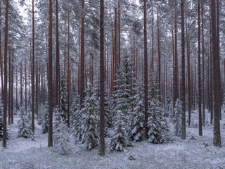 Fototapeta premium Spruce and pine tree forest covered by fresh snow during winter Christmas time