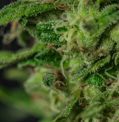 Macro view of Sage n Sour variety of medical marijuana with black background