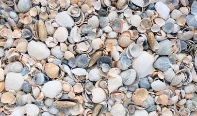 shells on the beach