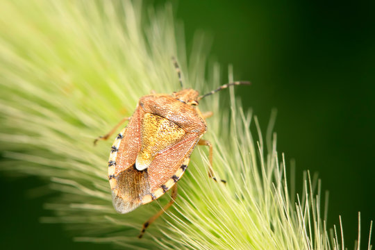 stinkbug on green leaf