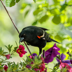 Red Winged Blackbird