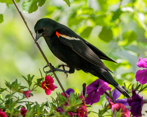 Red Winged Blackbird