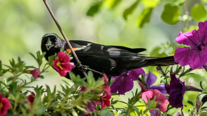 Red Winged Blackbird