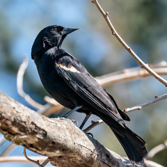 Red Winged Blackbird