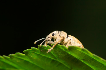 weevil on plant