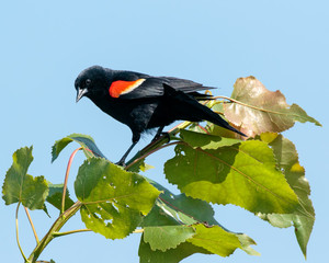 Red Winged Blackbird
