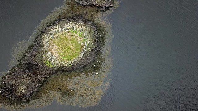 Aerial view of seal colony in Scotland - UK