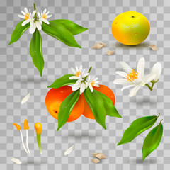 Set of elements of structure of mandarin or tangerine citrus plant. Flower, petals, fruit, leaves, twig, stamens, pistil and bones on transparent background. Realistic Vector Illustration