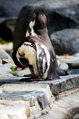 Naklejka premium ZOO