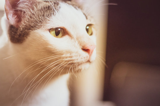 Curious ca black and white cat close upt face beautiful yellow eyes  looking. Cute kitten portrait
