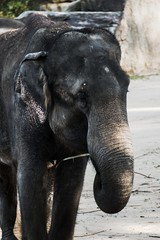 Fototapeta premium elephant in zoo