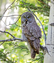 Great Gray Owl perched