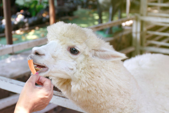 alpaca, hands are feeding alpaca, white alpaca in farm, alpaca is animal smile and teeth funny