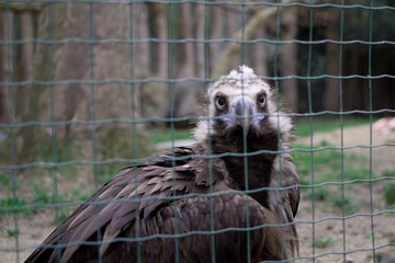 ZOO