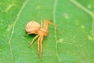 crab spider on plant