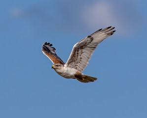 Ferruginous Hawk in flight