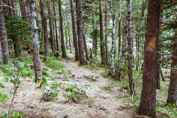 Кавказ, горы, лес