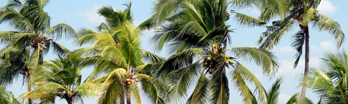 Coconut palm tree for plantation coconut background, Coconut palm for background of banner or advertising presentation products coconut fruit juice