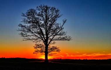 silhouette of tree in sunset