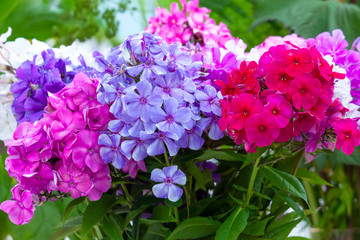 Fototapeta premium Multicolored phlox flowers in bouquet