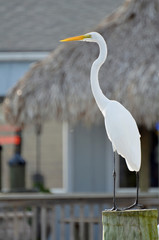 Full closeup of great white egret standing tall on post or piling, with shiny black legs turning,...