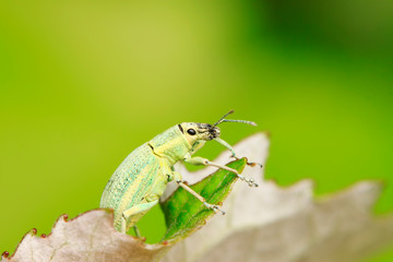 weevil on plant
