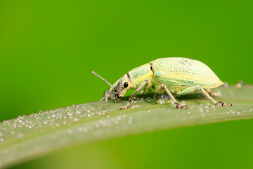 weevil on plant