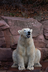 Sitzender Eisbär