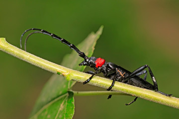 longicorn