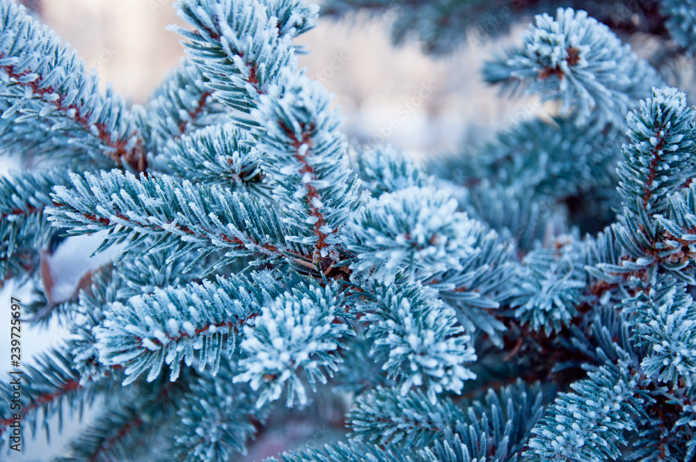 Wall mural blue spruce needles covered with frost in frosty weather. forest walk.