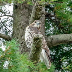 Hawk